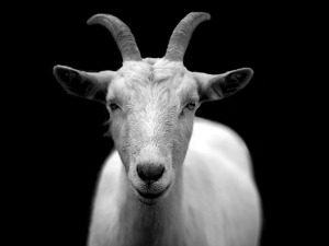 goat-50290_640