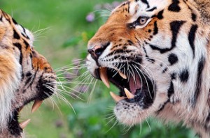 Tiger - An Argument stockpholio