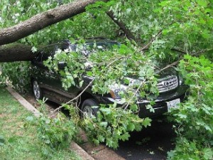 Fallen_tree_in_Washington_D.C._after_Hurricane_Irene