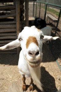 goat-2375091_640